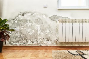 Water Damage Mold: Is It Covered by Your Insurance?